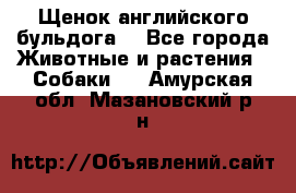 Щенок английского бульдога  - Все города Животные и растения » Собаки   . Амурская обл.,Мазановский р-н